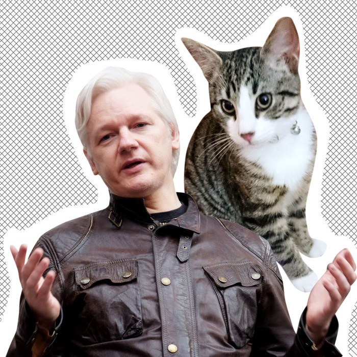 Julian Assange and cat.