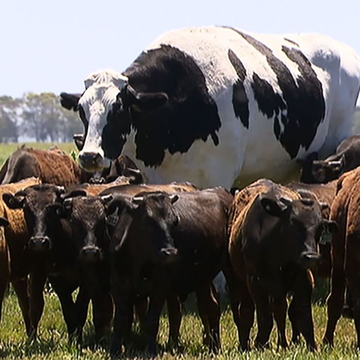 Image result for a big cow