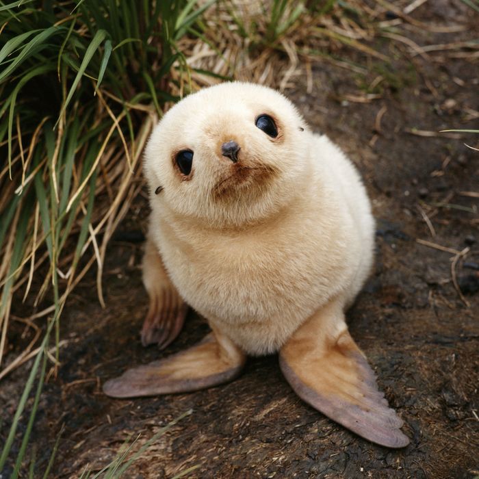 [Image: 05-baby-seal.w700.h700.jpg]