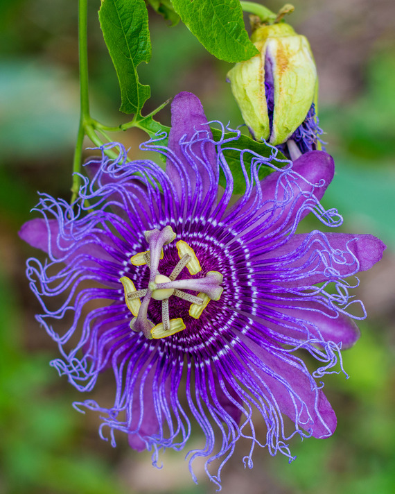 Passionflower.