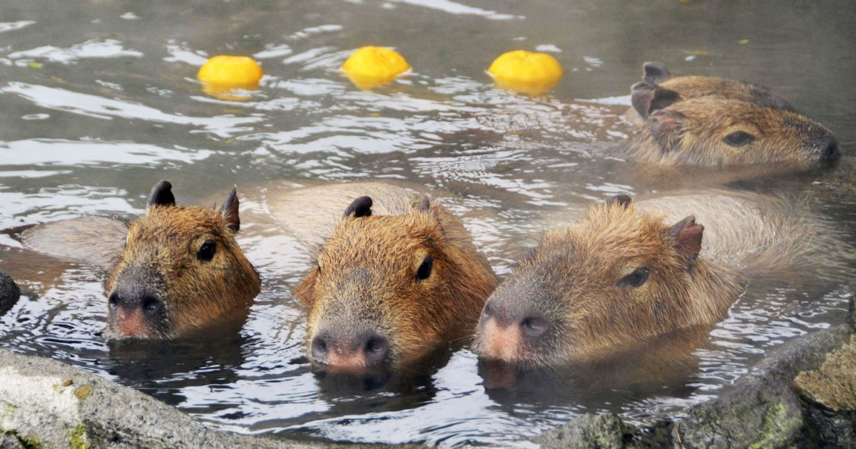 hot tub capybara paper bag