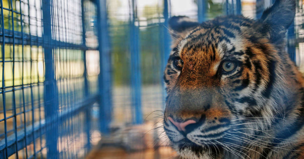 Tiger Discovered By Stoner At Abandoned Houston Home