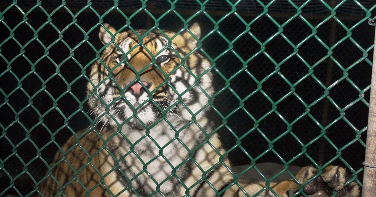 Flipboard Ming, Legendary NYC Apartment Tiger, Has Died