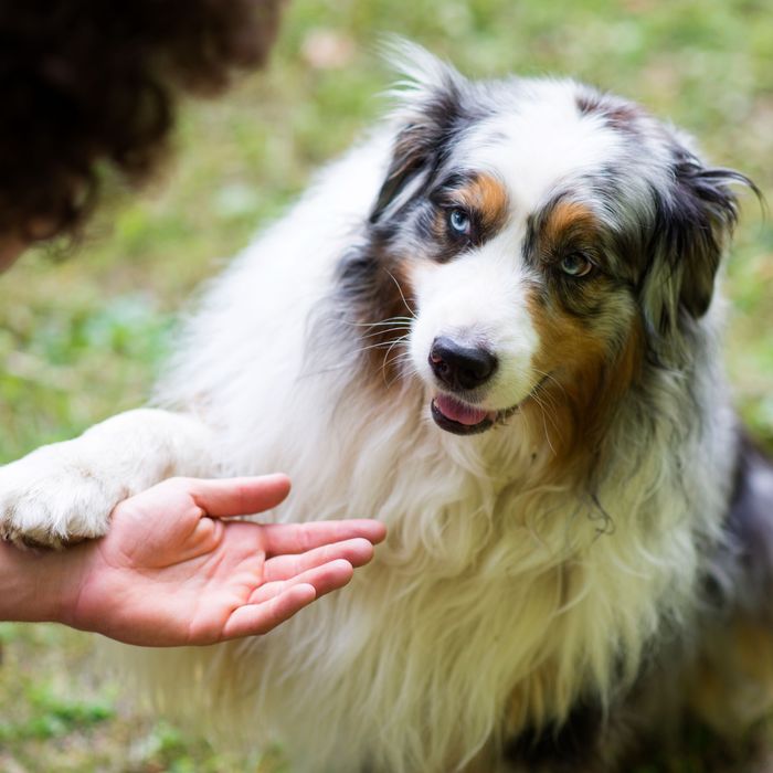 What It Means When a Dog Puts Their Paw on You